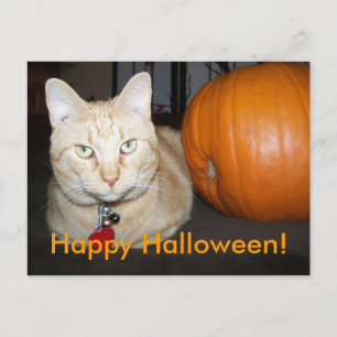 Gato naranja con postal de calabaza