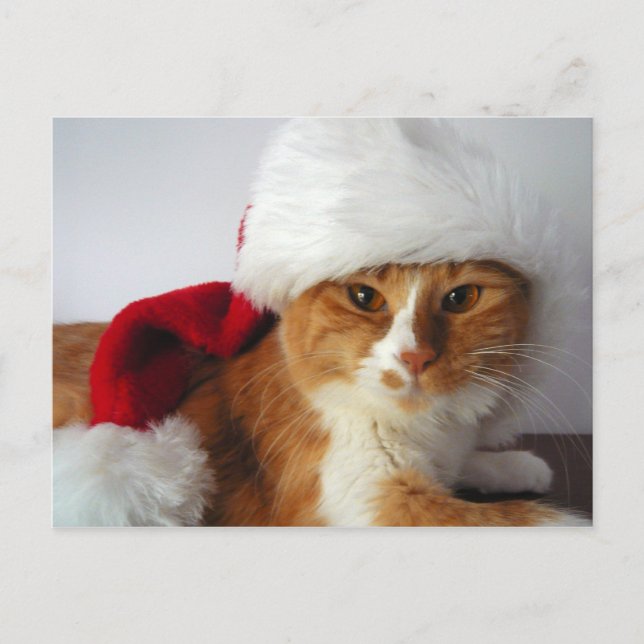 Gato navidad en postal de Santa Hat (Anverso)