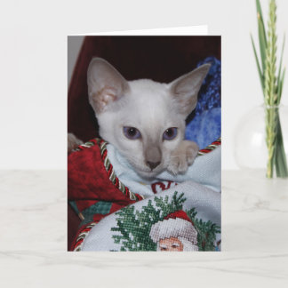Gato navidad - Punto Lilac Siamés en rebelión