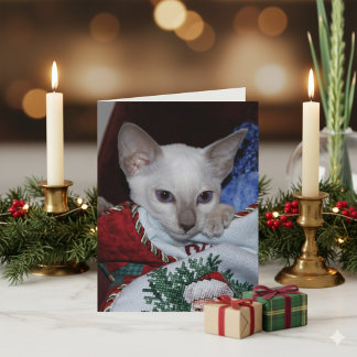 Gato navidad - Punto Lilac Siamés en rebelión