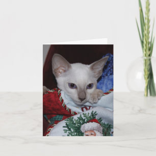 Gato navidad - Punto Lilac Siamés en rebelión