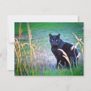 Gato negro