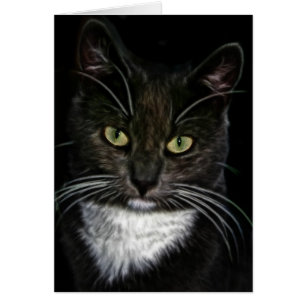 Gato negro