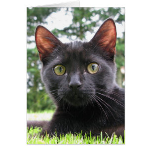 Gato negro afortunado