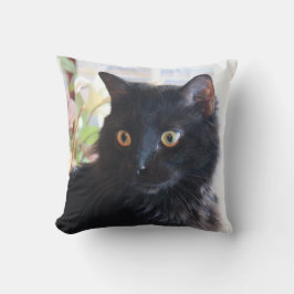 Gato negro, almohada de tiro