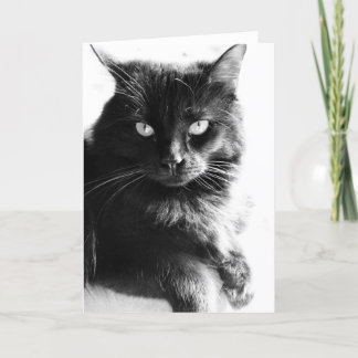 Gato negro bonito de la foto negra y blanca, notas