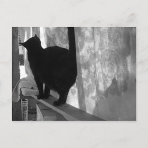 Gato negro camina lejos - postal