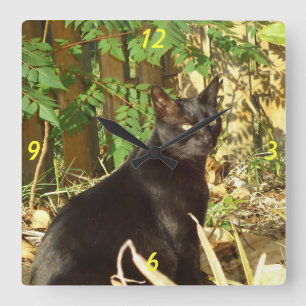 Gato negro en reloj de pared solar matutino