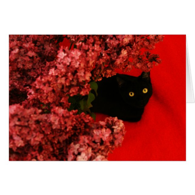 gato negro en rojo (Anverso (Horizontal))