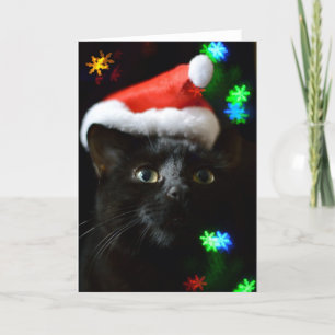 Gato negro en tiempo de Navidad