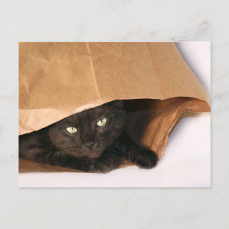 Gato negro en una postal