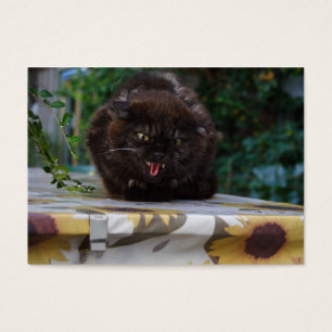 Gato negro enojado