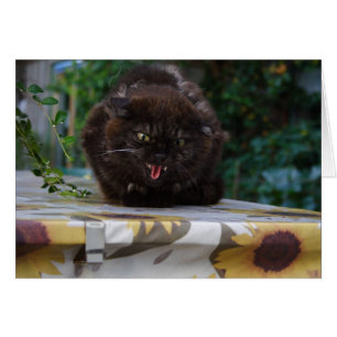 Gato negro enojado