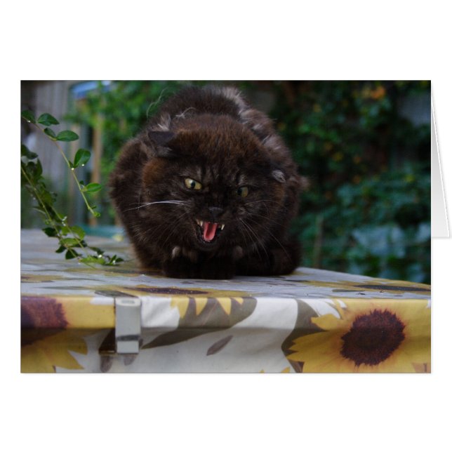 Gato negro enojado (Anverso (Horizontal))