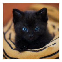 gato negro Glossy Poster