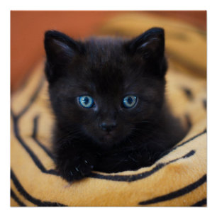 gato negro Glossy Poster