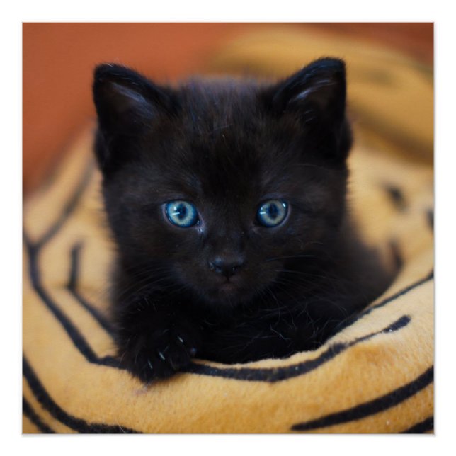 gato negro Glossy Poster (Anverso)