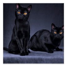 gato negro Glossy Poster