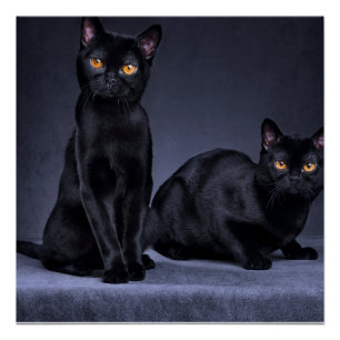 gato negro Glossy Poster