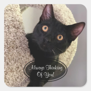 Gato negro que piensa en usted pegatinas