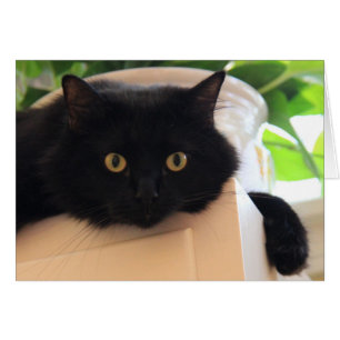Gato negro teñido de ojos grandes, notas en blanco