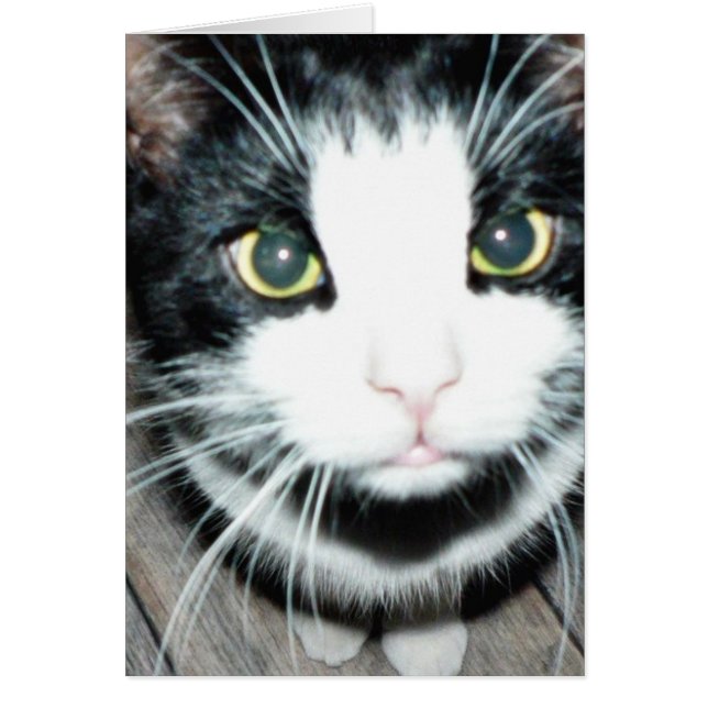 Gato Negro Y Blanco (Frente)