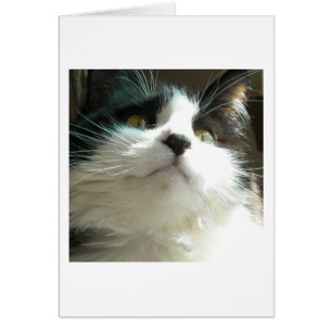 Gato negro y blanco