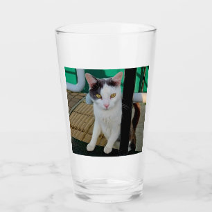 Gato negro y blanco