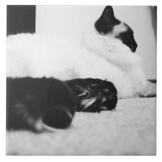 Gato negro y blanco 1962 de la teja de Ragdoll
