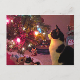 Gato negro y blanco con postal de árbol de Navidad