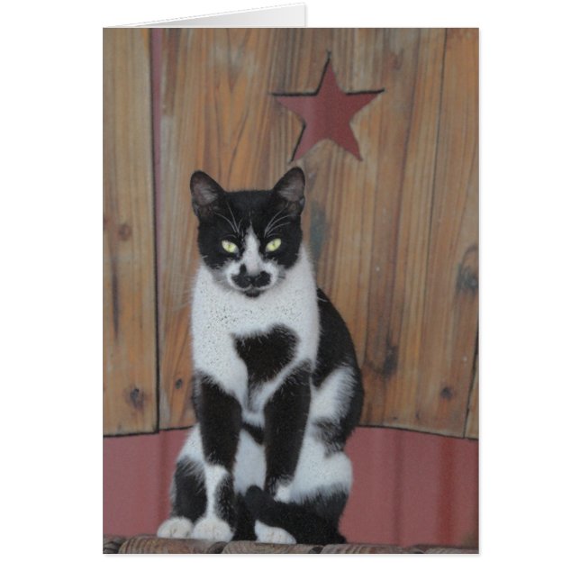 Gato negro y blanco de la estrella - en la silla (Frente)