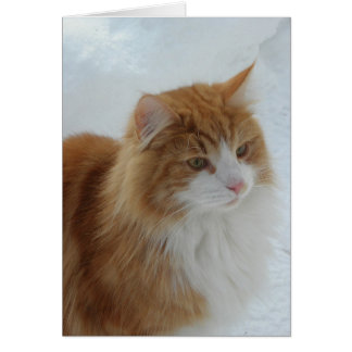 Gato noruego del bosque