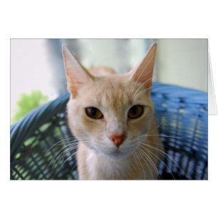Gato oriental de color de ante de Shorthair