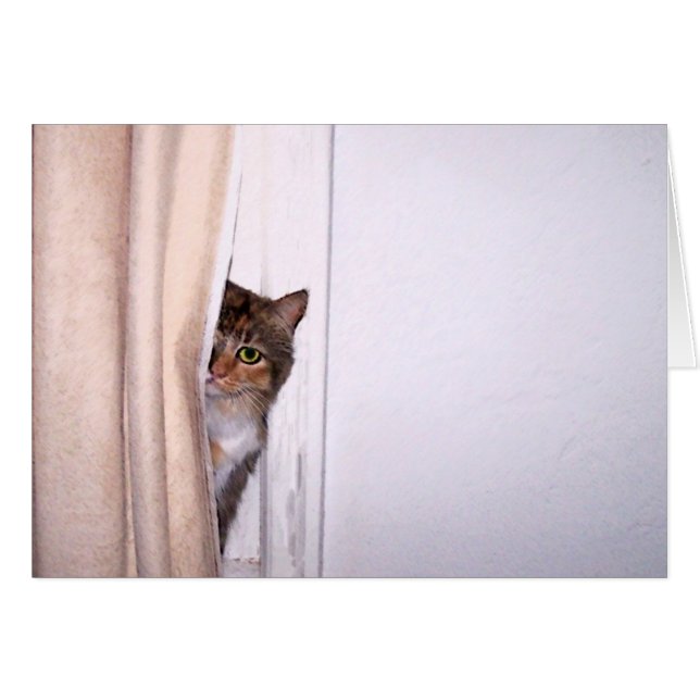 Gato Peek-a-Boo (Anverso (Horizontal))