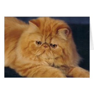 Gato perfecto del jengibre