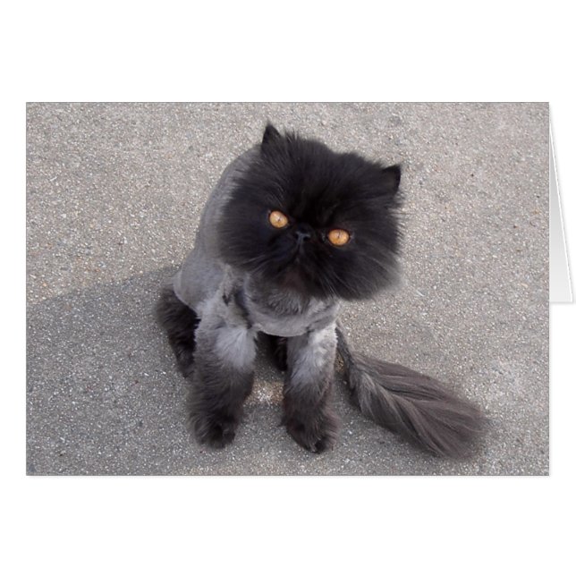 Gato persa (Anverso (Horizontal))