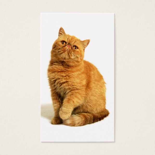 Gato persa (Frente)