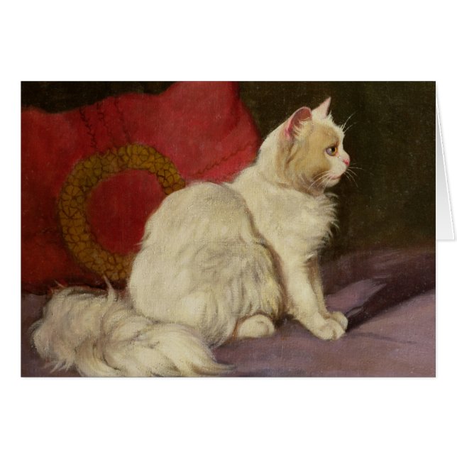 Gato persa blanco (Anverso (Horizontal))