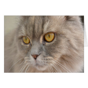 Gato persa de ojos dorados