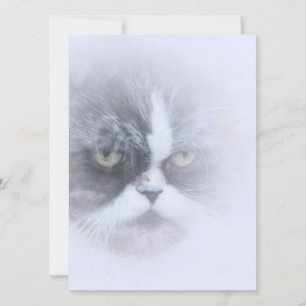 gato persa gracioso con ojos grandes