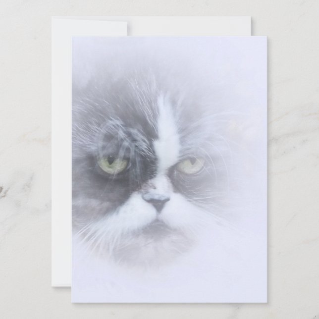 gato persa gracioso con ojos grandes (Anverso)