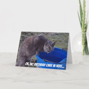 Gato que busca una tarjeta de la torta de