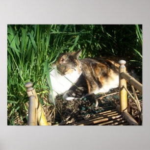 Gato que se sienta en la impresión de la hierba