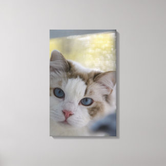 Gato Ragdoll Blanco en Lienzo