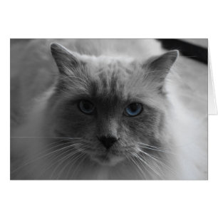 Gato Ragdoll / Color aislado