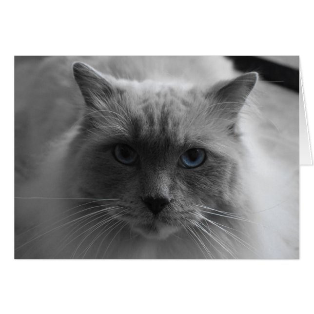 Gato Ragdoll / Color aislado (Anverso (Horizontal))