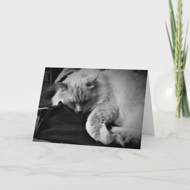 Gato Ragdoll / Noir, tarjeta (Anverso)