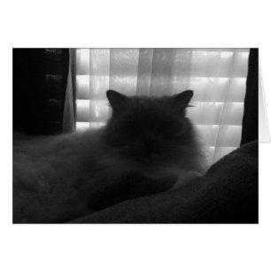 Gato Ragdoll - Observador en el atardecer - Noir
