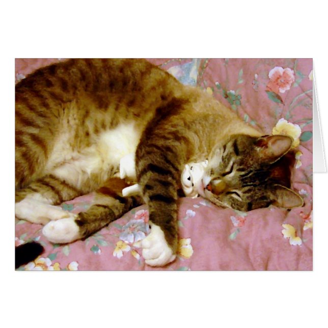 Gato real, gato falso (Anverso (Horizontal))