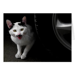 Gato roto con bigote